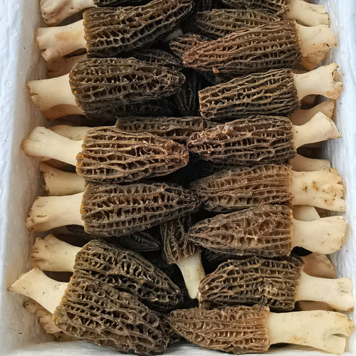 精选云南蘑菇新鲜羊肚菌野生栽培