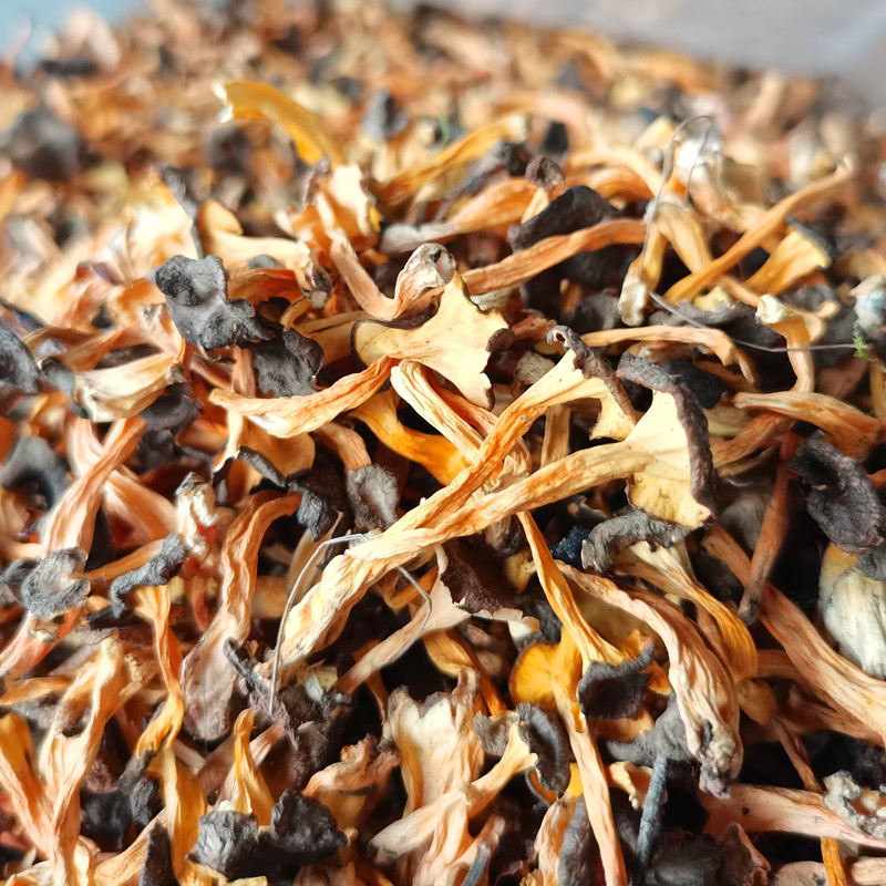 野生桂花菌干货寒菌特产煲汤蘑菇