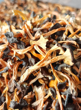 野生桂花菌干货寒菌云南大理士特产鸡油菌蘑菇香气口感好适合煲汤