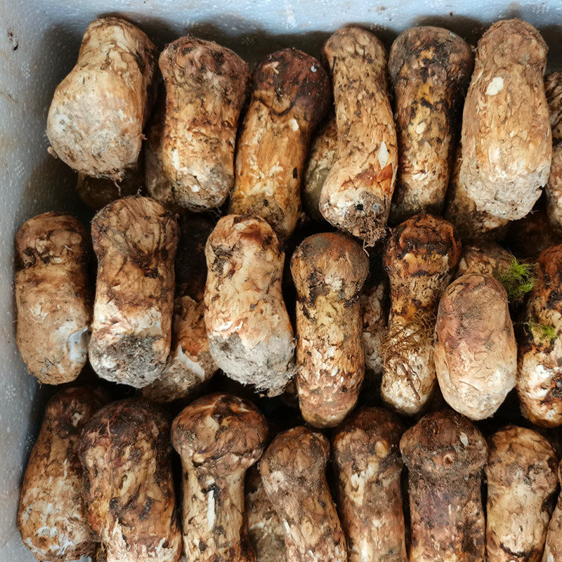 新鲜野生松茸菌冰鲜冷冻云南香格里拉土特产野山菌蘑菇不开伞包邮