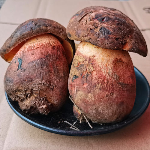 野生菌新鲜红牛肝菌见手青鲜蘑菇