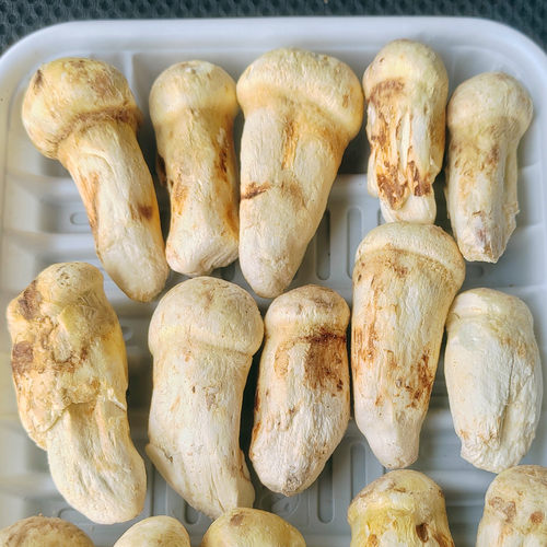 冻干野生松茸菌干货整个品质上佳