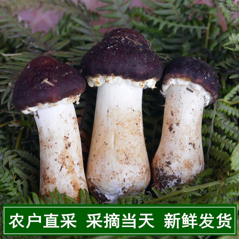 新鲜姬松茸菌非野生赤松茸云南昆明土特产菌菇味道鲜香包邮顺丰