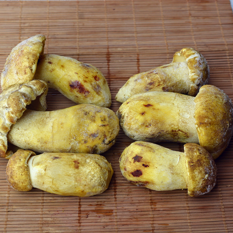 野生新鲜黄牛肝菌冰鲜白葱云南产