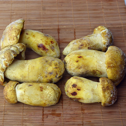 野生新鲜黄牛肝菌冰鲜白葱云南产