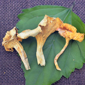 正品 野生鸡油菌干货精选正品 黄丝菌云南大理土特产蘑菇味道香50克