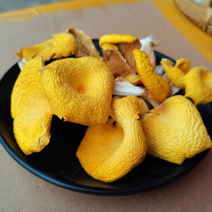 鸡油菌干货 黄金菇 非野生云南土特产蘑菇 口感脆嫩煲汤好 榆黄菌