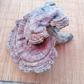 深山老林纯赤灵芝菌干货大个云南大理野山菌土特产蘑菇250克 包邮