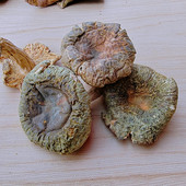 野生青头菌干货特价 自然清香 青面菇大朵100克云南大理土特产蘑菇