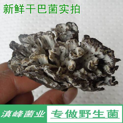 新鲜野生干巴菌蘑菇味香送皱皮椒