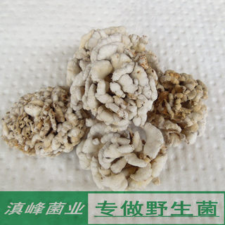 高原白参菌干货 无碎渣雪莲菌云南土特产蘑菇味道清香炒青椒 煎蛋