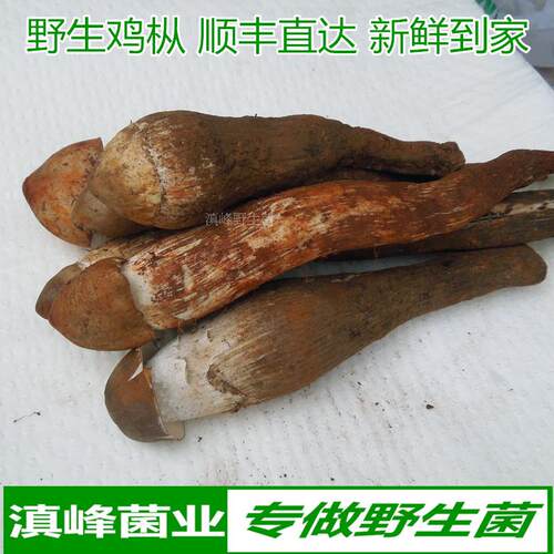 今年新鲜野生鸡纵菌不开伞鸡枞鲜