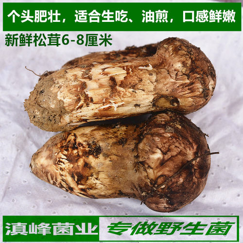 新鲜特级野生松茸菌云南食用蘑菇