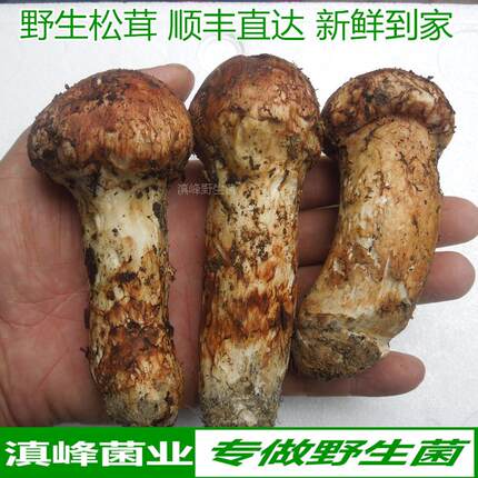 新鲜野生松茸菌冰鲜冷冻不开伞云南香格里拉特产蘑菇礼盒包邮顺丰