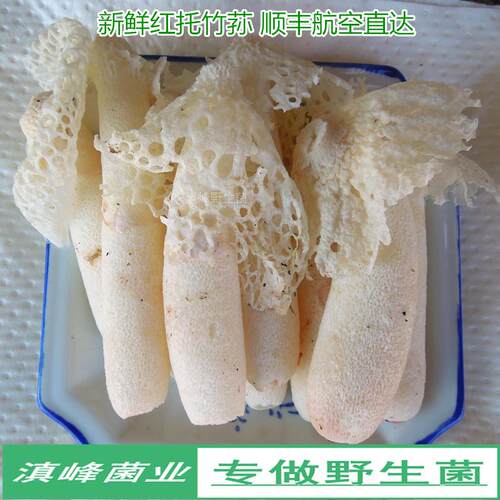 竹笙蛋鲜美新鲜短裙红托竹荪菌菇