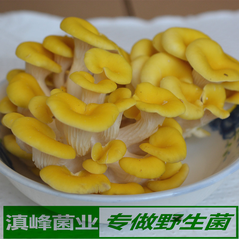 新鲜黄金菇非野生包邮顺丰鸡油菌