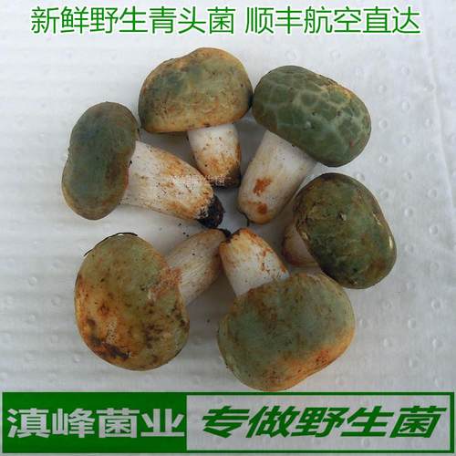 新鲜野生青头菌冰鲜冷冻包邮顺丰