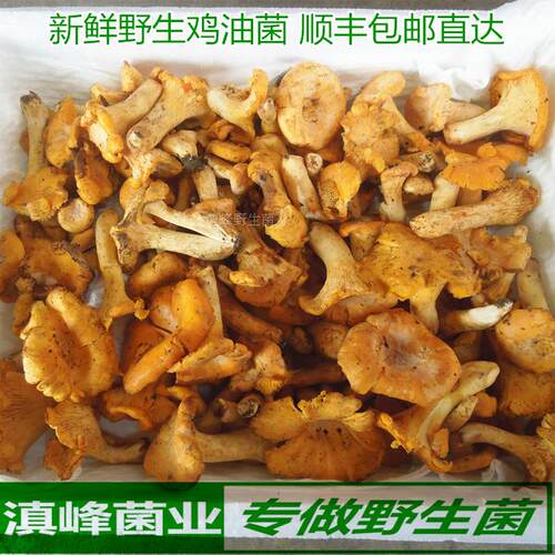 蘑菇现货新鲜野生鸡油菌云南特产