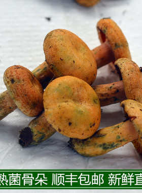 现货新鲜野生谷熟菌现采黄枞菌重阳菌雁来蕈云南特产蘑菇包邮顺丰