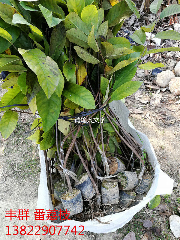 台湾嫁接凤梨释迦番荔枝蜜佛头果佛陀果树苗木苗盆栽当年结果包邮