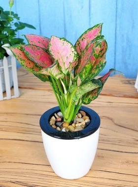 银皇后万年青万年红如意皇后盆栽植物室内吸甲醇花红色水培吉利红