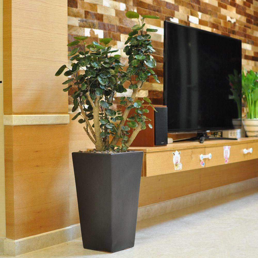 大型室内客厅盆景盆栽绿植植物