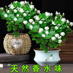 茉莉花盆栽带花苞室内花卉观花植物虎头茉莉四季 好养开花不断绿植