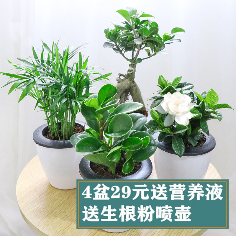 栀子花芦荟盆栽绿色花草多肉植物绿萝吊兰水培室内花卉绿植发财树