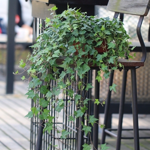 常春藤盆栽 垂吊花卉 吊兰绿植四季常青植物净化空气去除苯吸甲醛