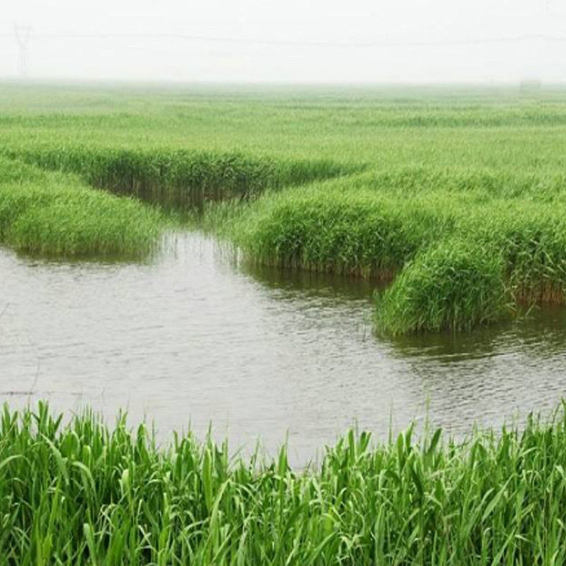 芦苇草植物苗芦苇苗芦苇根芦苇叶池塘种植植物河边绿化造景水生植