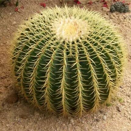 超大金虎仙人球美虎仙人球办公室大气植物特大型多肉仙人掌科绿植