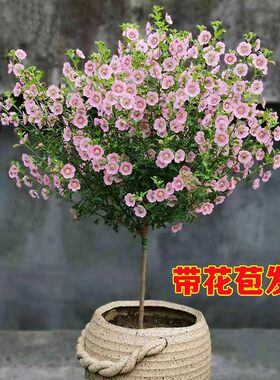 园艺园林木槿本阳台小棒糖苗蓝雪