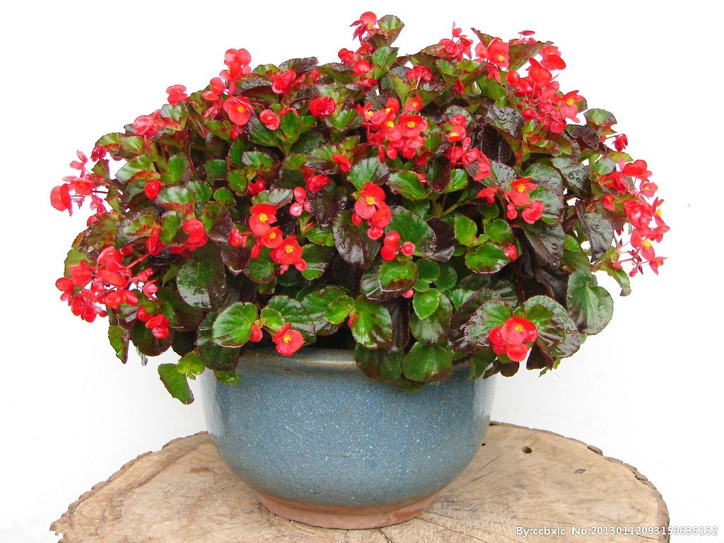 重瓣带花海棠海棠盆栽重瓣