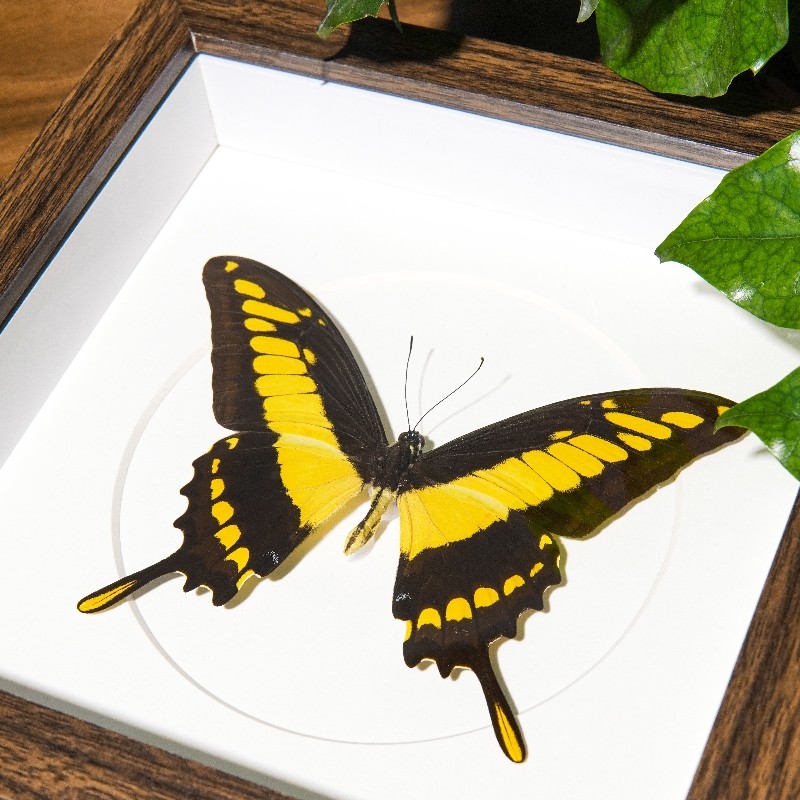 敏芷凤蝶罕见黄色蝴蝶标本原蝶装饰画展示框艺术品收藏情人节礼物
