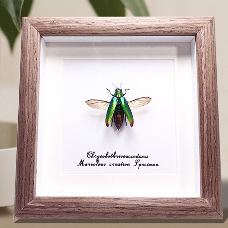 合欢吉丁虫罕见昆虫标本展示框桌面摆件玻璃面板儿童节创意礼物
