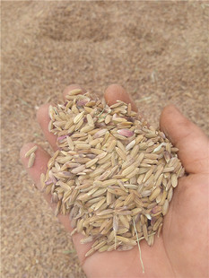 2025年新品黑米稻种种子 黑籼米 糯性 自留种稻米稻种同链接 500g