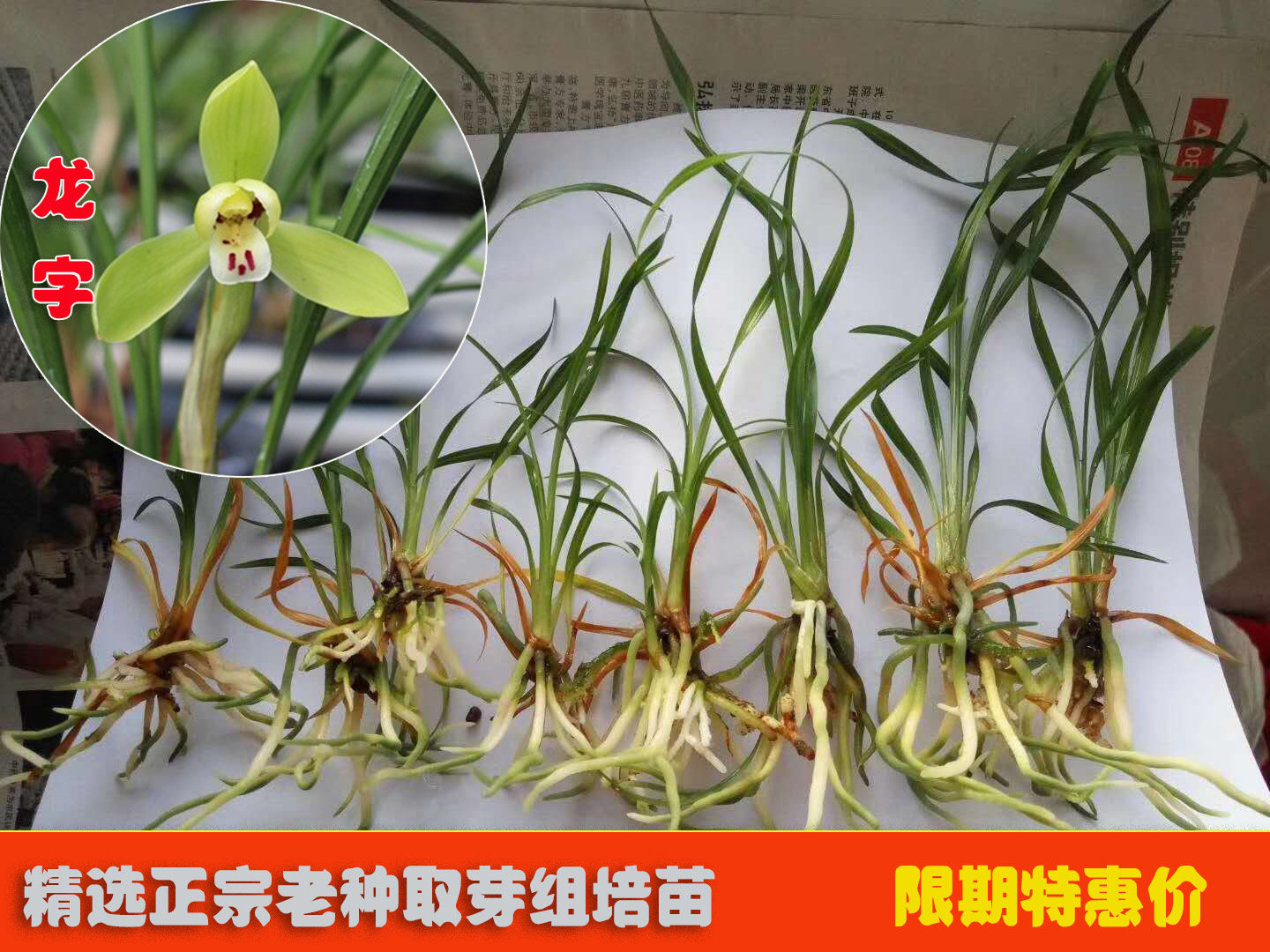 国春蕙兰花卉新品神话永怀素冠姜氏荷鼎老八原种龙字组培瓶苗阳台