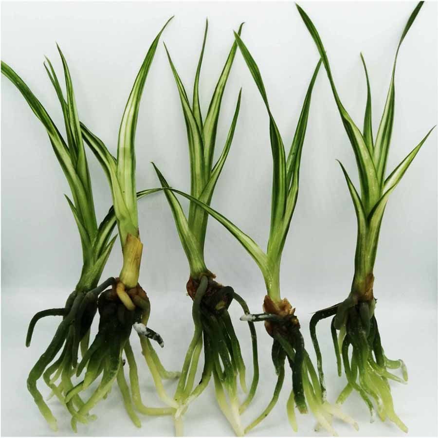 新品名红素荷蕙兰花卉组培小苗矮种水晶艺中透室内香绿植盆栽客厅