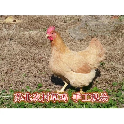 真空苏北盐城阜宁手工宰杀草鸡