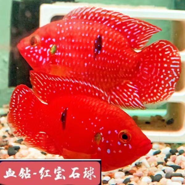 红宝石鱼三湖慈鲷科目