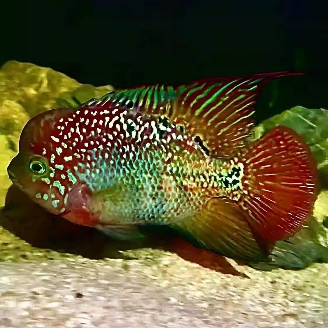 泰国罗汉鱼苗金花罗汉鱼幻彩金花罗汉鱼爆头罗汉鱼热带鱼苗观赏鱼