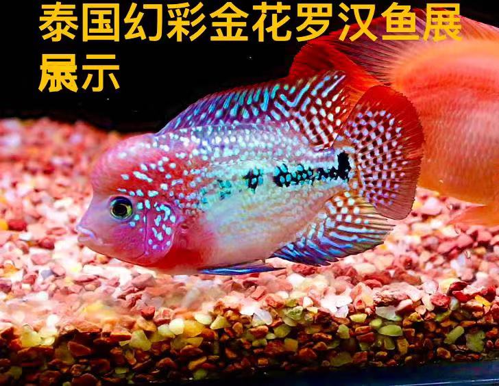 泰国罗汉鱼苗金花罗汉鱼幻彩金花罗汉鱼爆头罗汉鱼热带鱼苗观赏鱼