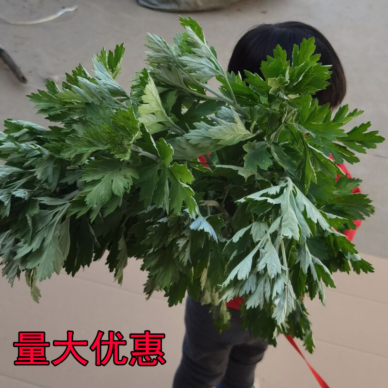 端午新鲜艾草香蒲带杆艾苗叶端午节礼品挂件门窗屋檐泡脚洗澡养生