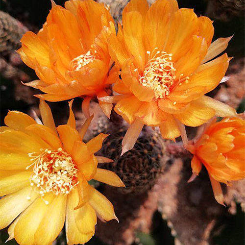 辉煌仙人球丽花球属趣味仙人掌植物多肉花卉肉肉花开花小盆栽桌面