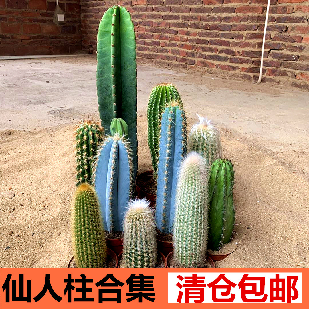 仙人柱盆栽量天尺仙人掌类植物巨大凤龙超大型室内防辐射客厅绿植