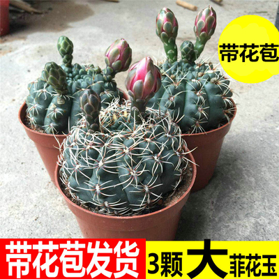 仙人球桌面绿植室内菲花玉