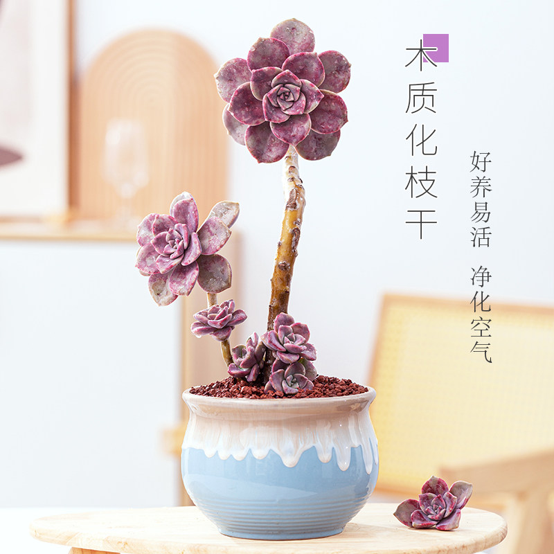 紫乐老桩多肉植物悬崖桩多头肉肉花卉室内盆栽大株阳台大颗绿植花