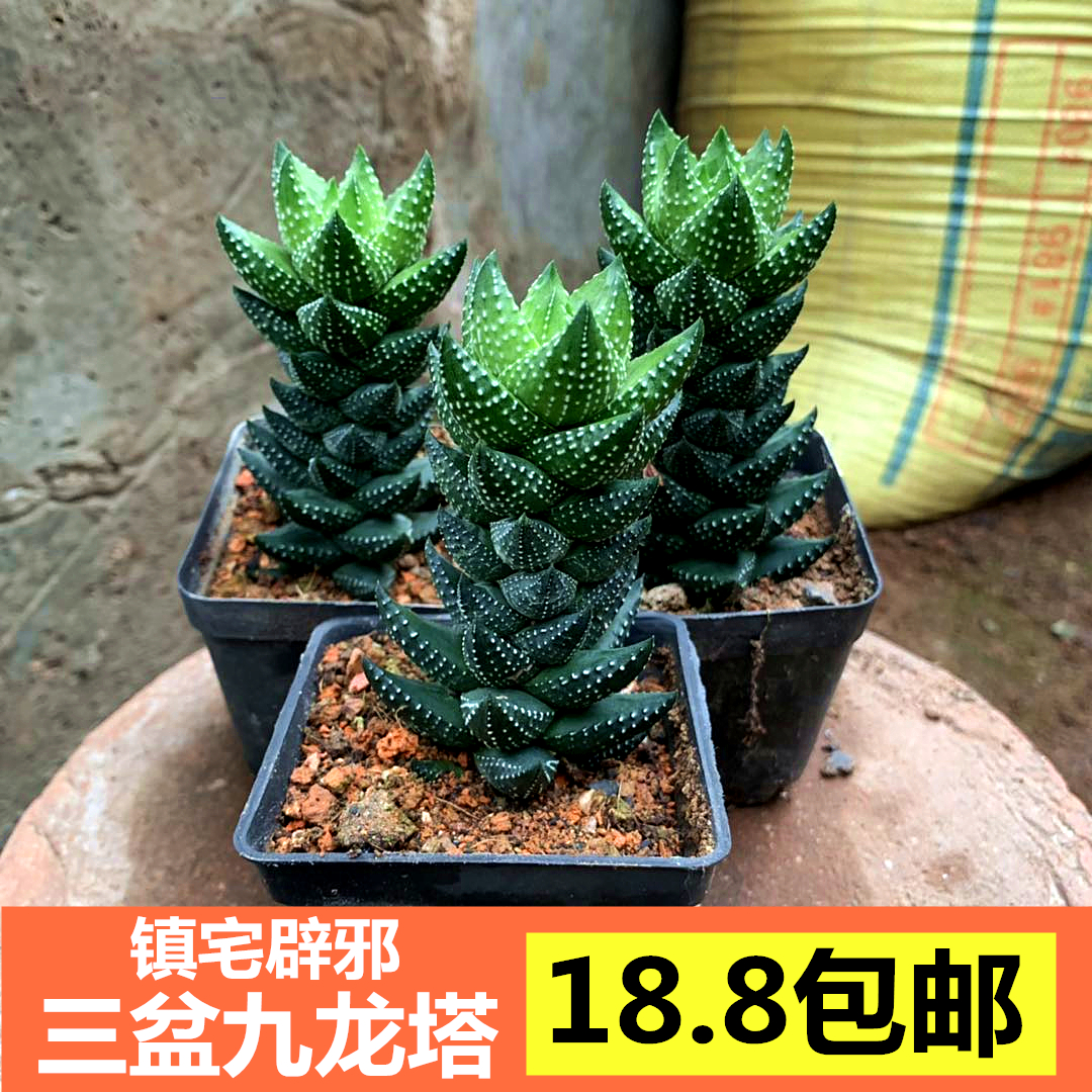 多肉植物盆栽塔多少钱 多肉植物盆栽塔优惠券免费领取 有条鱼 多肉植物盆栽塔多少钱 多肉植物盆栽塔优惠券免费领取 有条鱼