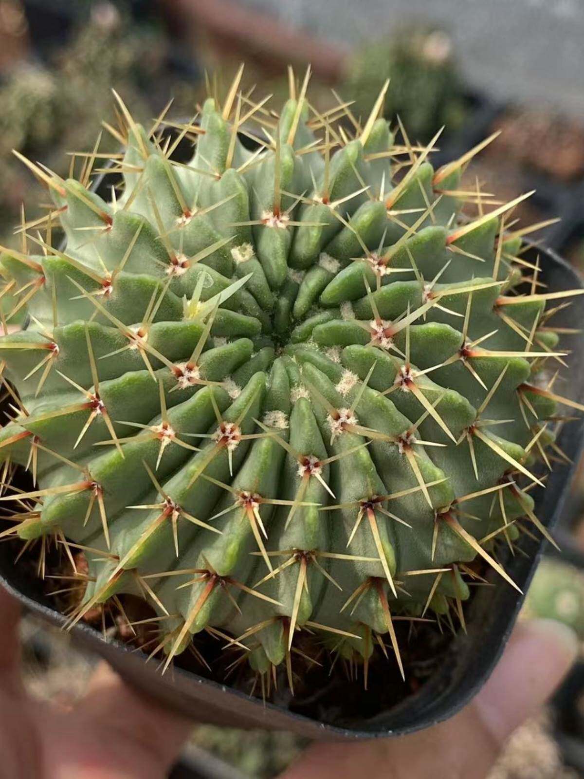 白狮子丸仙人球实生精品稀有品种开花仙人掌多肉盆栽桌面防辐射