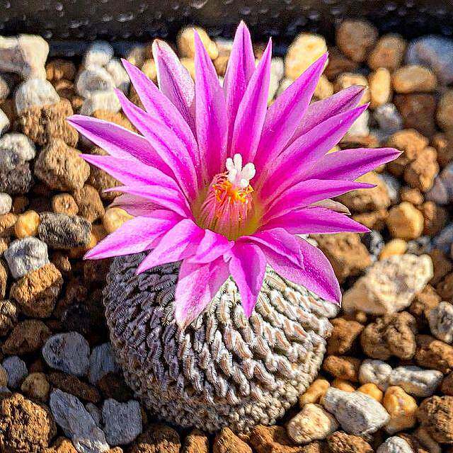 精巧殿自根萝卜根稀有品种仙人球开花多肉植物盆栽进口粉花红花